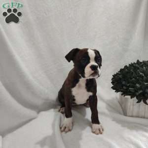 Rosie, Boxer Puppy